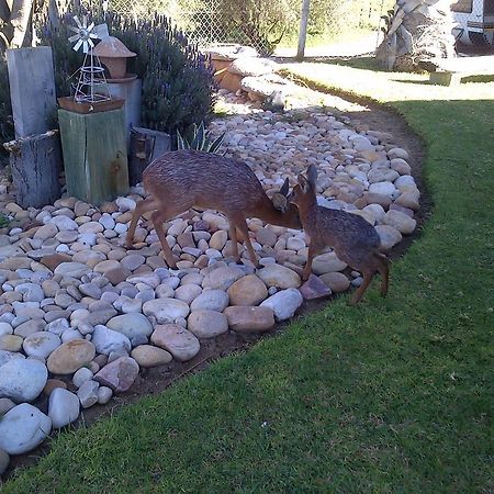 Grysbok Self Catering Accommodation Oudtshoorn Exterior foto