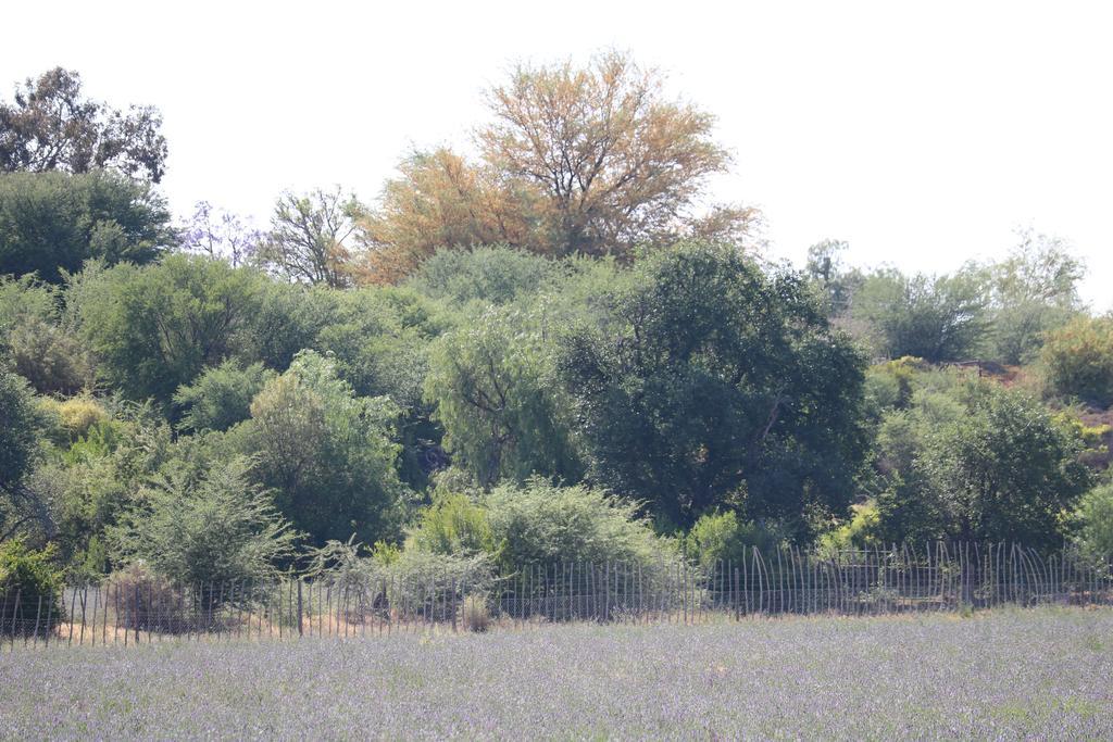 Grysbok Self Catering Accommodation Oudtshoorn Exterior foto